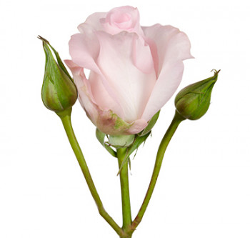 розы сорта RVR Sweet Akito оптом из Эквадора