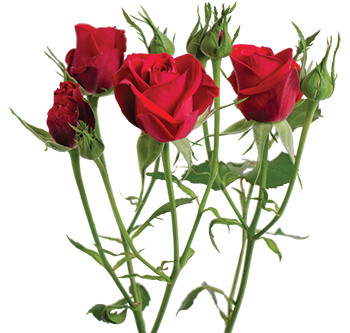 розы сорта Scarlet Mimi оптом из Эквадора