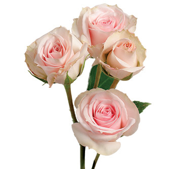 розы сорта Star Blush оптом из Эквадора