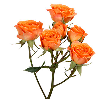 Розы сорта Tangerine оптом из Эквадора