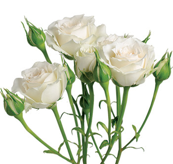розы сорта White Mikado оптом из Эквадора