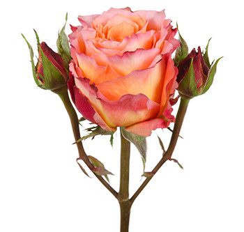 розы сорта free spirit оптом из Эквадора