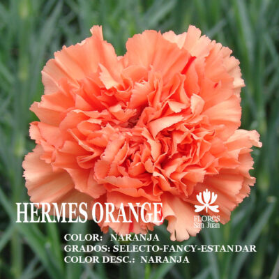 Гвоздика Hermes Orange оптом