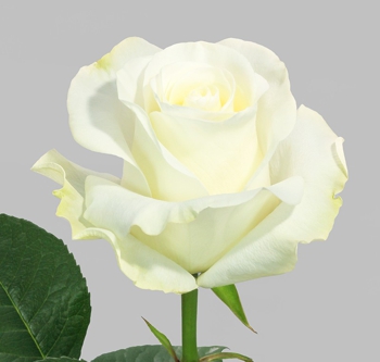 Розы сорта Nieve оптом из Эквадора